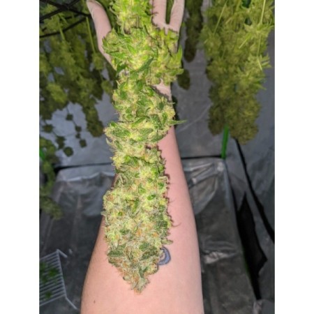 Double xl Banana Sherbet | Autoflowering | Growerschoice Seeds