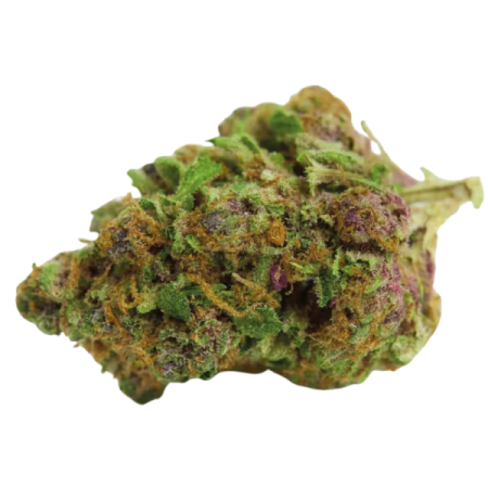 Double xl Red Banana berry | Autoflowering | Growerschoice Seeds