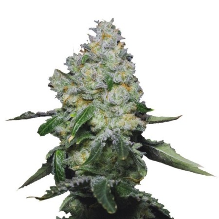 Double xl Tropical Cookies | Autoflowering | Growerschoice Seeds
