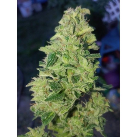 Double xl Tropical Cookies | Autoflowering | Growerschoice Seeds