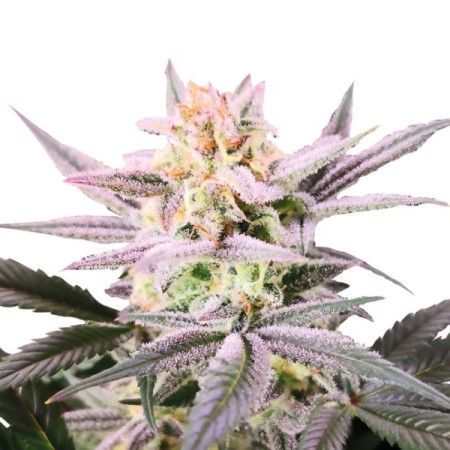 Double xl Watermelon Weddingcake | Autoflowering | Growerschoice Seeds