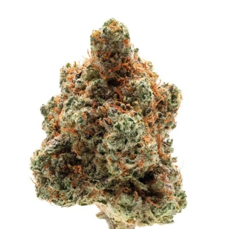 Monkey Glue  | Autoflowering | Growerschoice Seeds