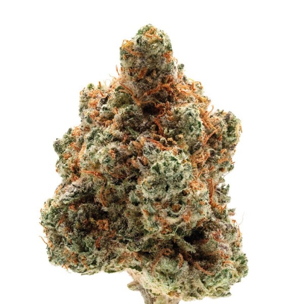Monkey Glue  | Growerschoice Seeds | Autoflowering