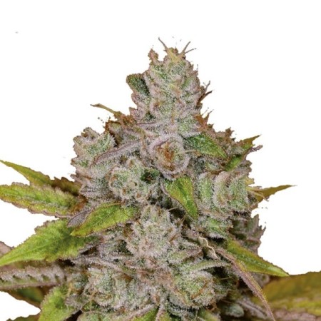 Monkey Glue  | Autoflowering | Growerschoice Seeds