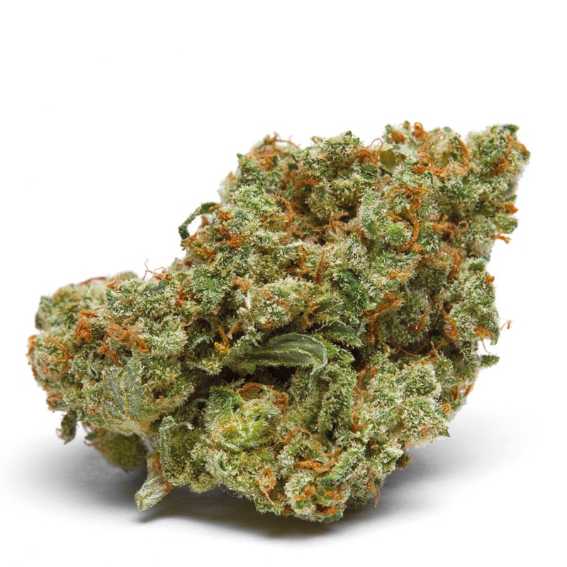 The Real Amnesia  | Autoflowering | Growerschoice Seeds