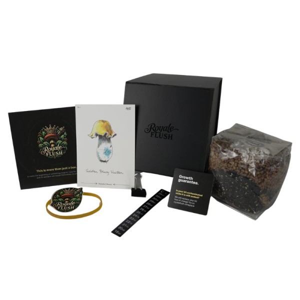 Golden Teacher 1200cc | Paddo Kweekkit | Royale Flush