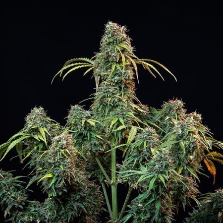 Royal CBD | Royal Queen SeedsV Automatic | CBD | Royal Queen Seeds