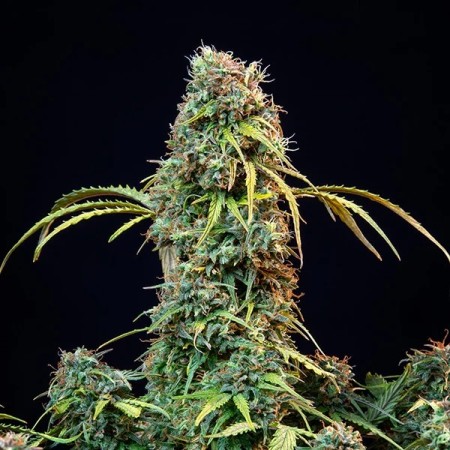 Royal CBD | Royal Queen SeedsV Automatic | CBD | Royal Queen Seeds