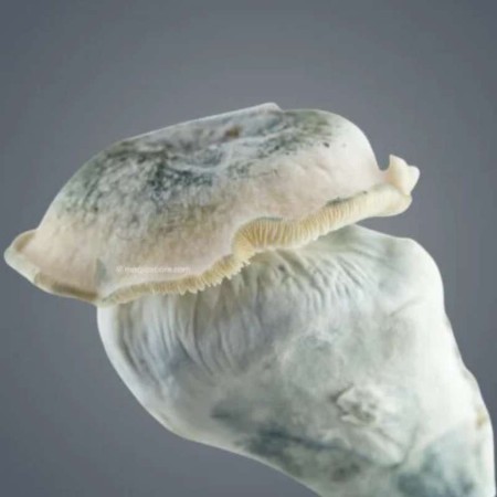 Paddo Kweekset Kopen | Royale Flush Melmac 116 – 1200cc Kweekkit