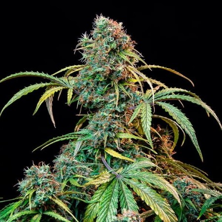 Royal CBD | Royal Queen SeedsV Automatic | CBD | Royal Queen Seeds
