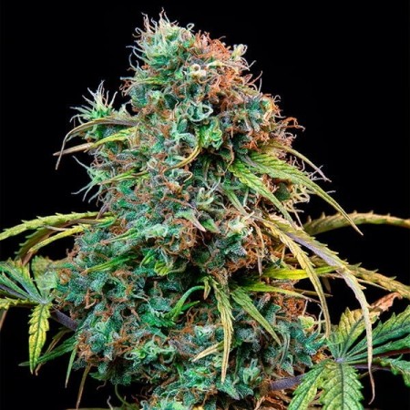 Royal CBD | Royal Queen SeedsV Automatic | CBD | Royal Queen Seeds