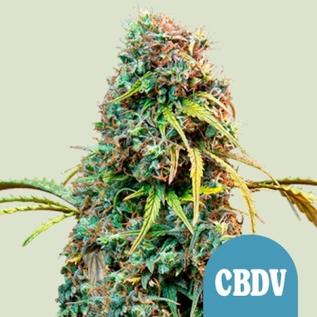 Royal CBD | Royal Queen SeedsV Automatic | CBD | Royal Queen Seeds