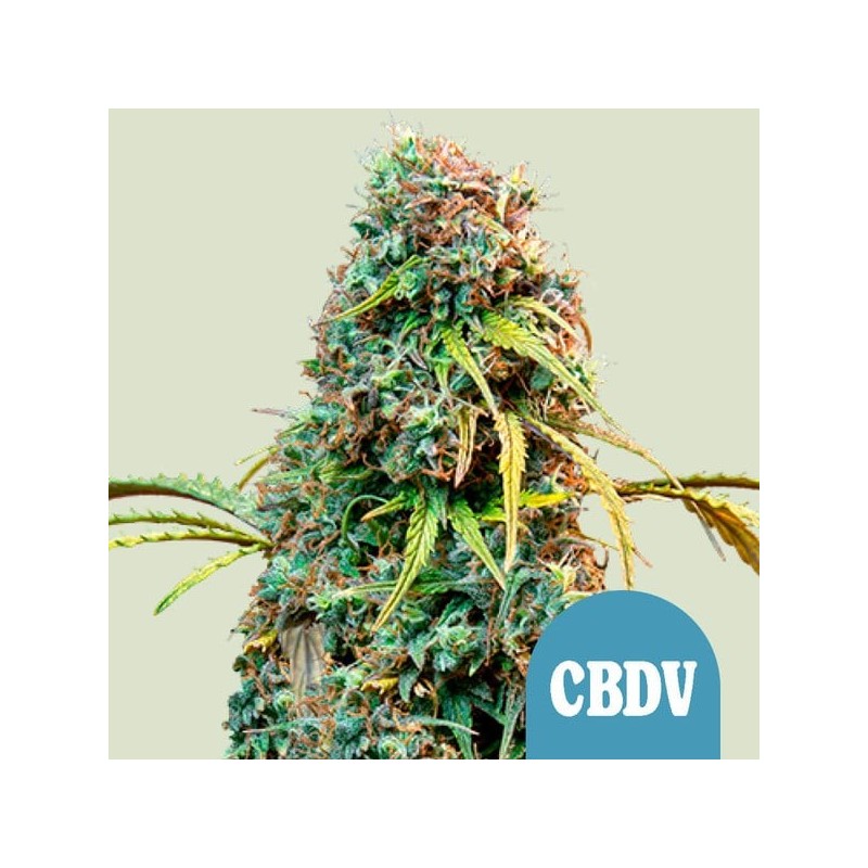 Royal CBD | Royal Queen SeedsV Automatic | CBD | Royal Queen Seeds