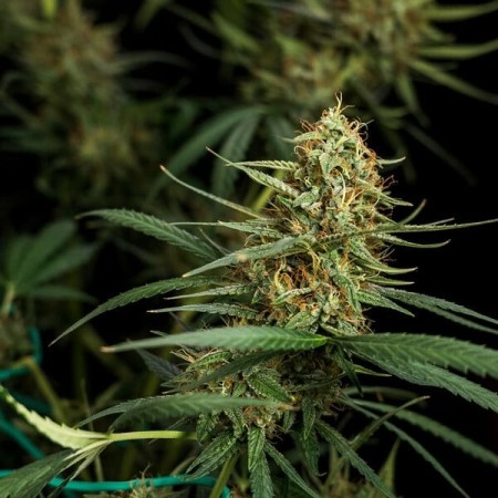 HulkBerry | Autoflowering | Royal Queen Seeds
