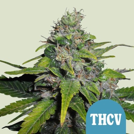 Royal THCV | CBD | Royal Queen Seeds