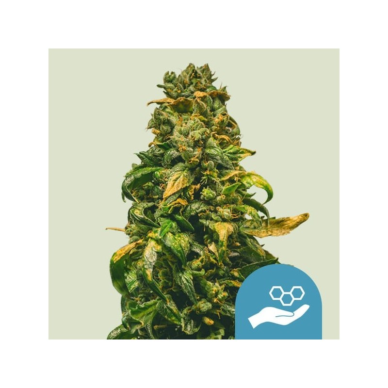 Solomatic | CBD | Royal Queen Seeds