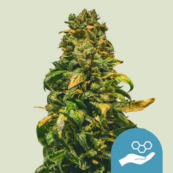 Solomatic | Royal Queen Seeds | CBD