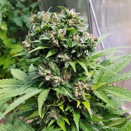Solomatic | CBD | Royal Queen Seeds