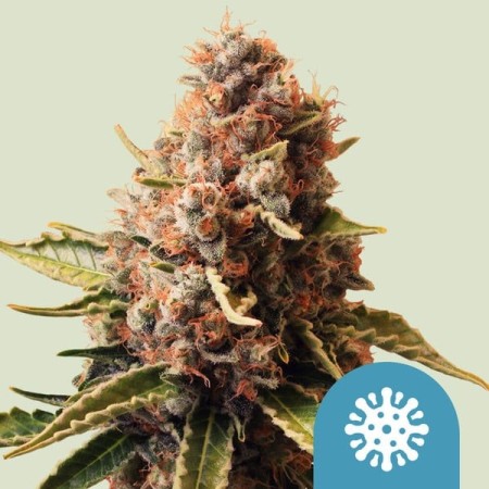 Euphoria | CBD | Royal Queen Seeds