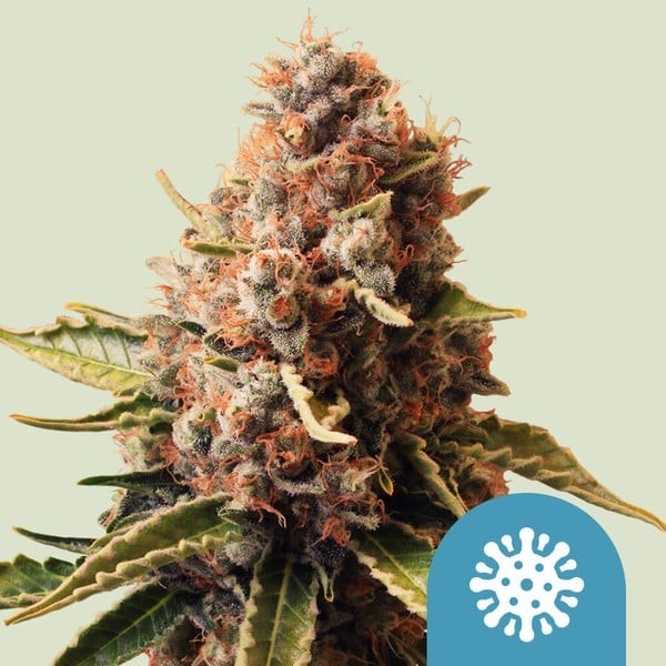 Euphoria | Royal Queen Seeds | CBD