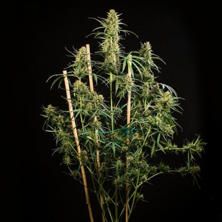 HulkBerry | Autoflowering | Royal Queen Seeds