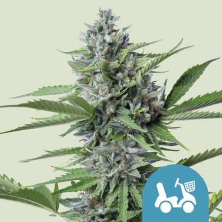 Fast Eddy Automatic | CBD | Royal Queen Seeds