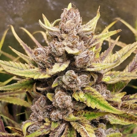 Royal Highness | CBD | Royal Queen Seeds