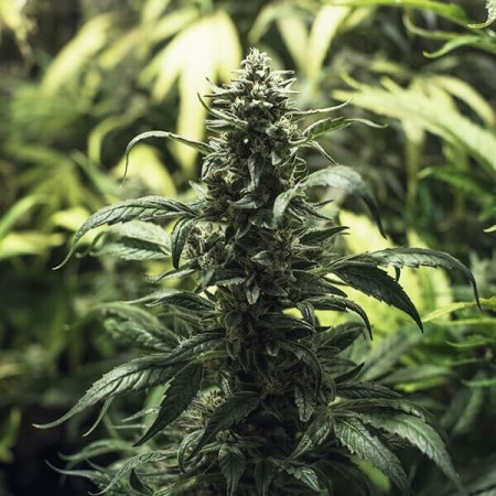 Royal Highness | CBD | Royal Queen Seeds