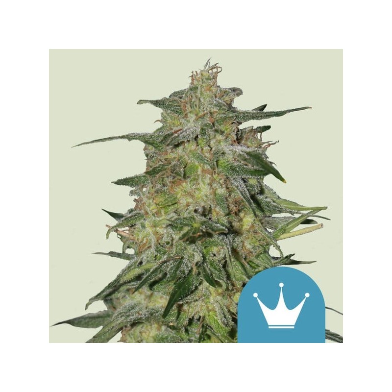Royal Highness | CBD | Royal Queen Seeds