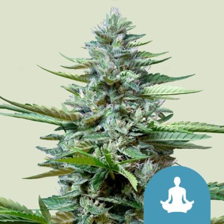 Stress Killer Automatic | CBD | Royal Queen Seeds