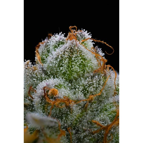 Blue Dream | Barney's Farm Seeds | Feminized