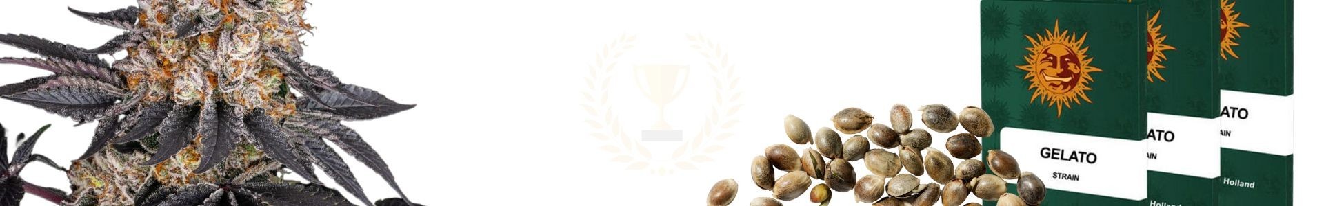 Top 10 Feminized Wietzaden