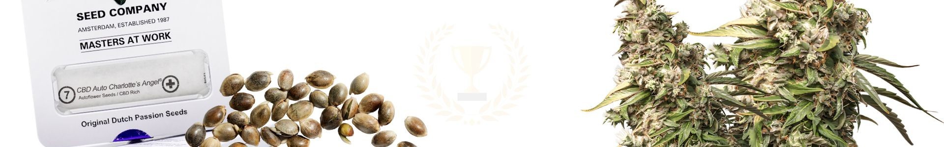 Top 10 CBD Wietzaden