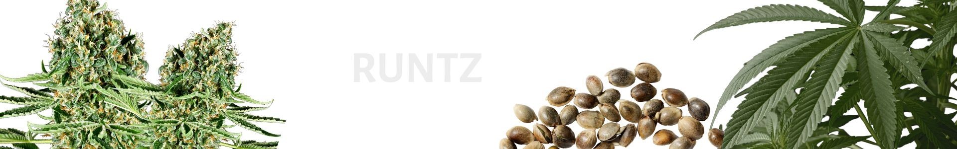 Runtz
