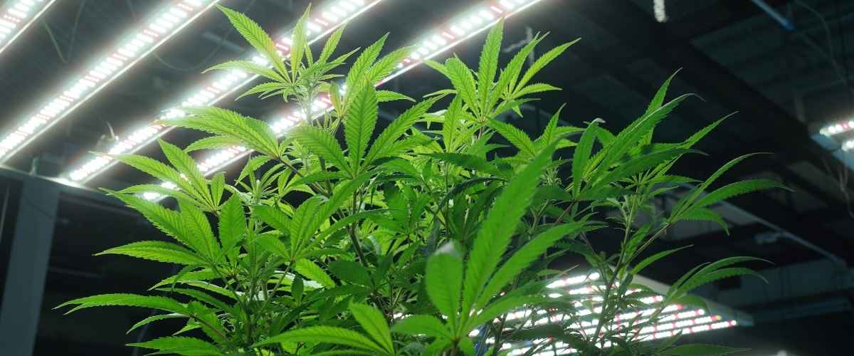 Wietplant 24 of 18 uur licht geven?