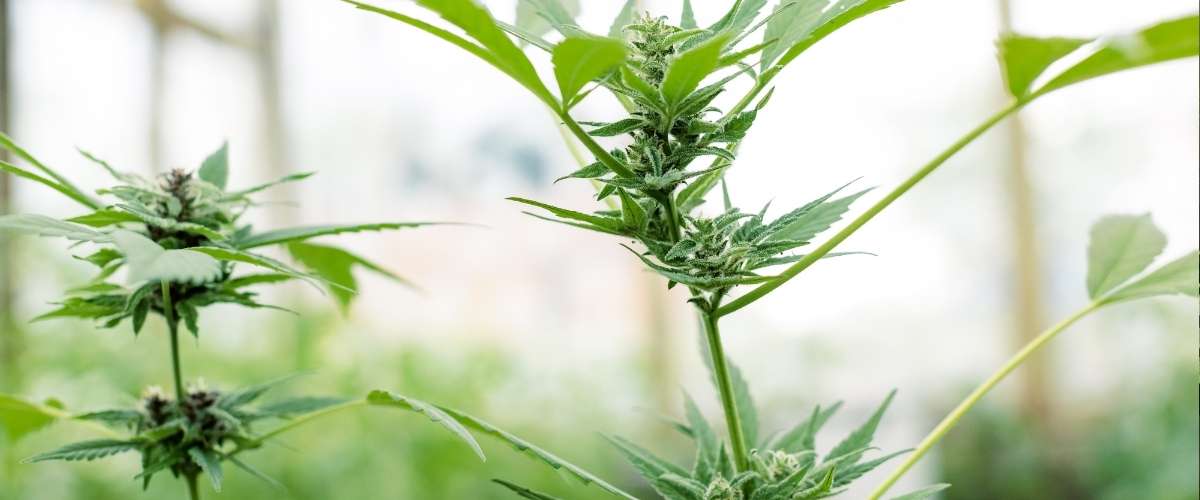 Hoe zet je een wietplant in de bloei? 6 factoren die bloei triggeren