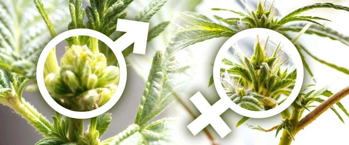 Hoe worden feminized wietzaden gemaakt?