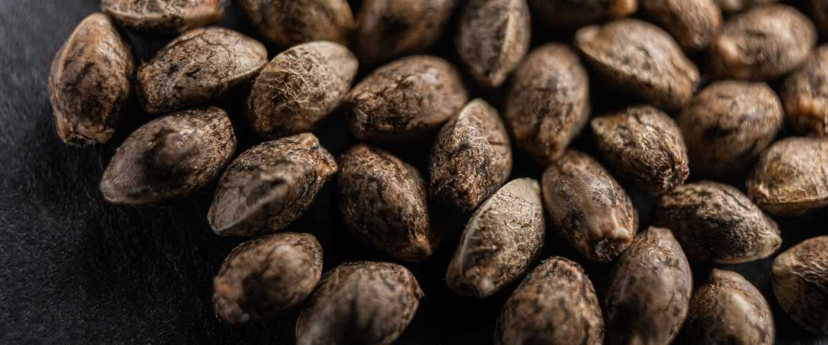 Wat zijn CBD wietzaden precies?