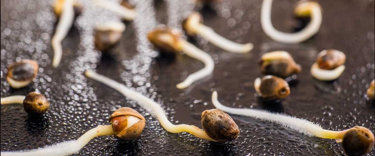 Soorten Cannabiszaden