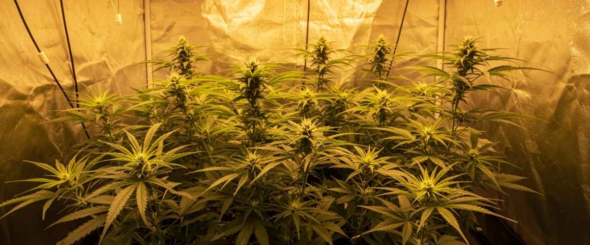 Complete kweekset onder de 500 euro