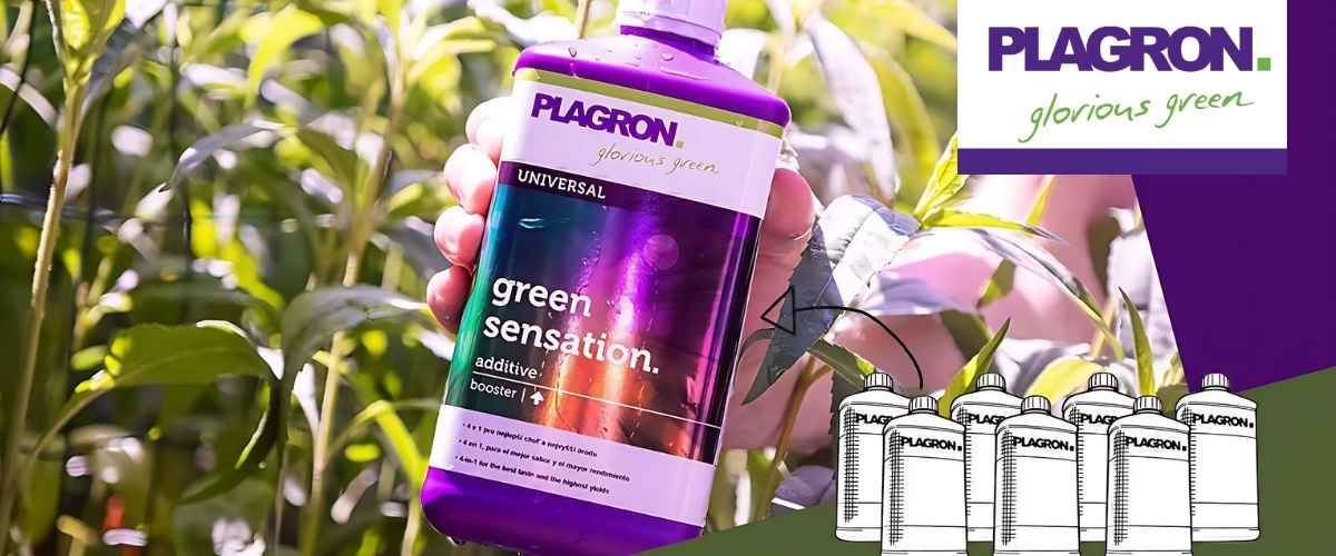 Wanneer gebruik je Plagron Green Sensation in de bloeifase van een wietplant?