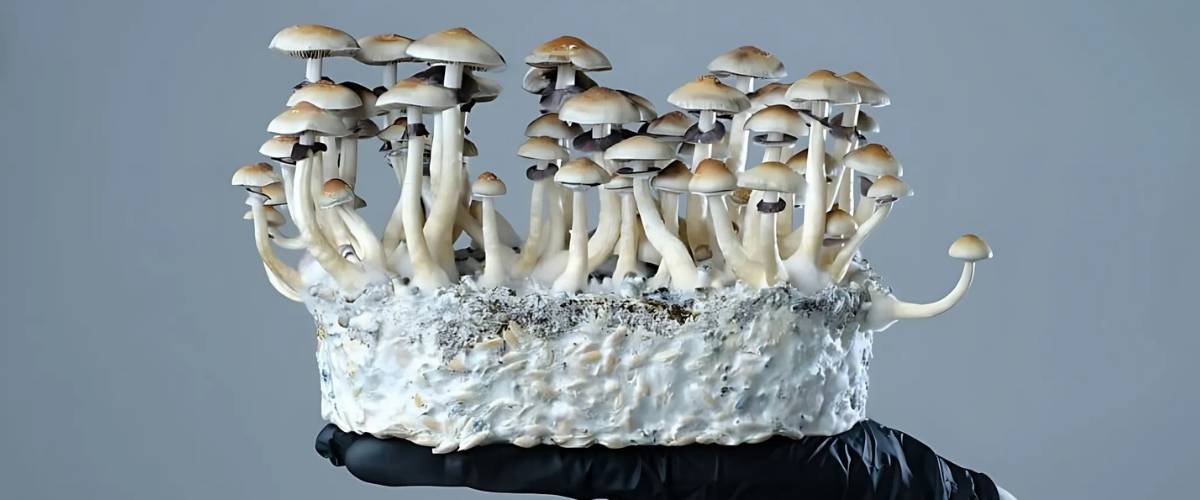 Paddo Growkits: de makkelijkste manier om te starten