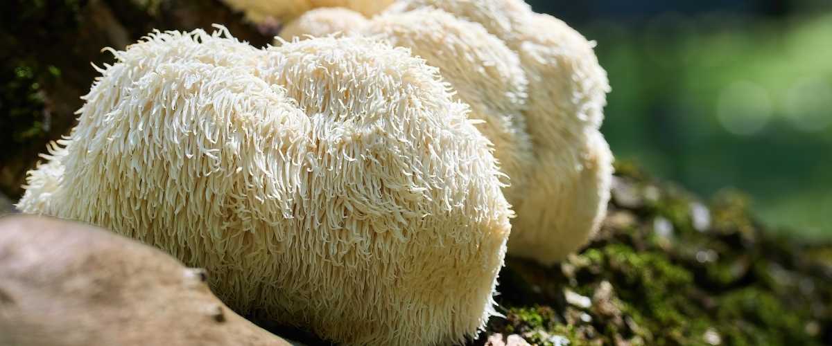Lion’s Mane paddenstoel extract (Hericium erinaceus) – natuurlijke noötropica voor geheugen en concentratie