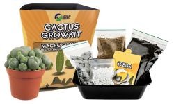 Cactus Kweekkit