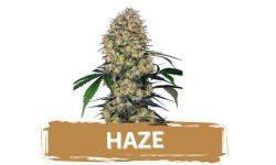 Haze