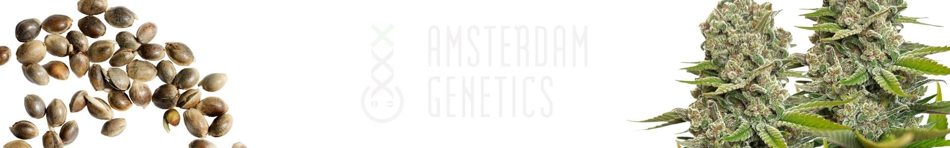 Amsterdam Genetics