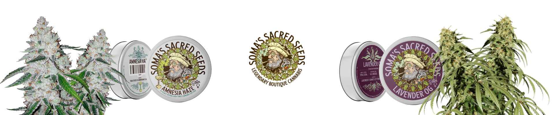 Soma Sacred Seeds