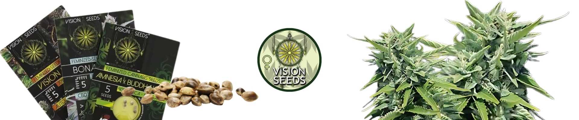 Vision Seeds