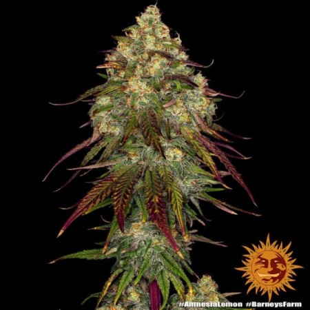 Amnesia Lemon | Barney's Farm Seeds | Feminized