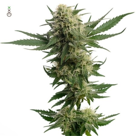 Kosher Tangie Kush | Amsterdam Genetics Seeds | Feminized